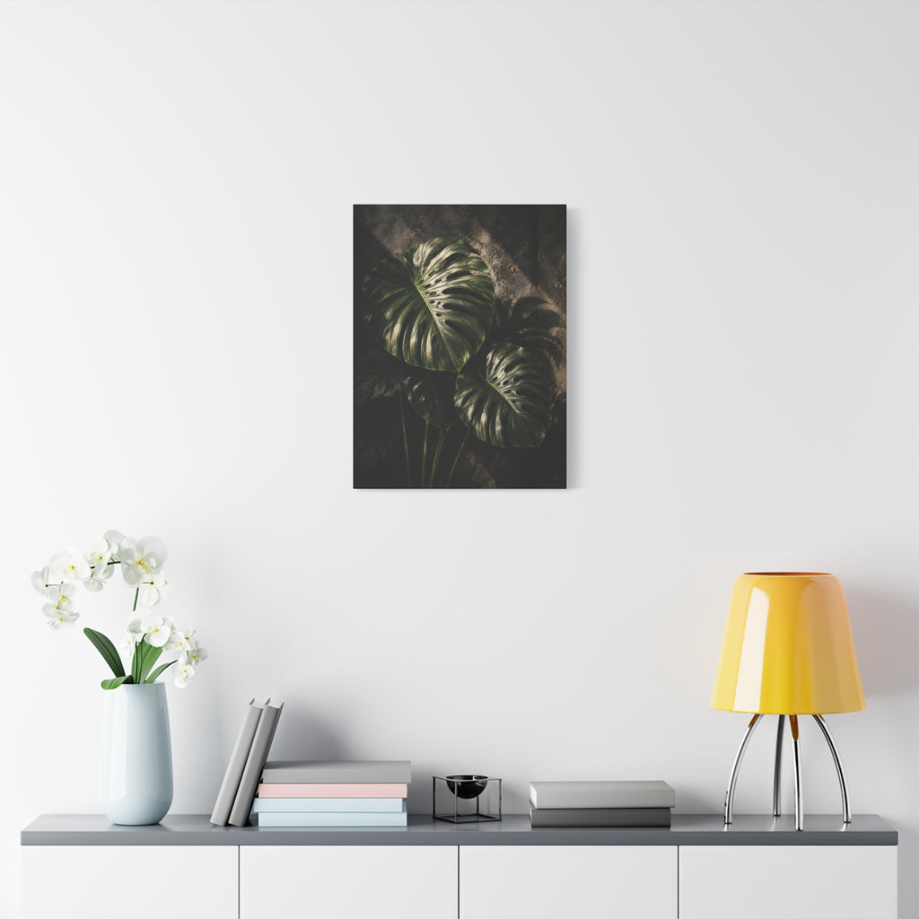 Monstera Nocturne