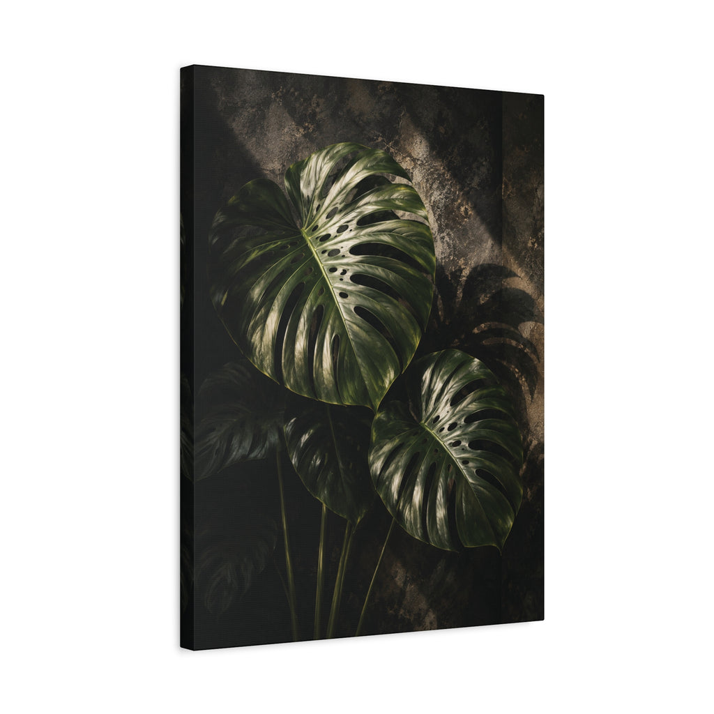 Monstera Nocturne