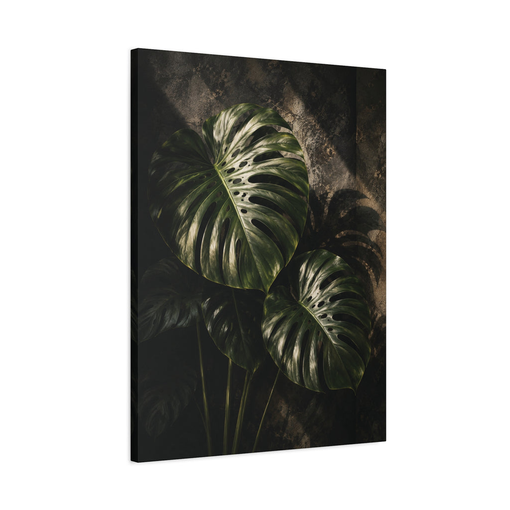 Monstera Nocturne