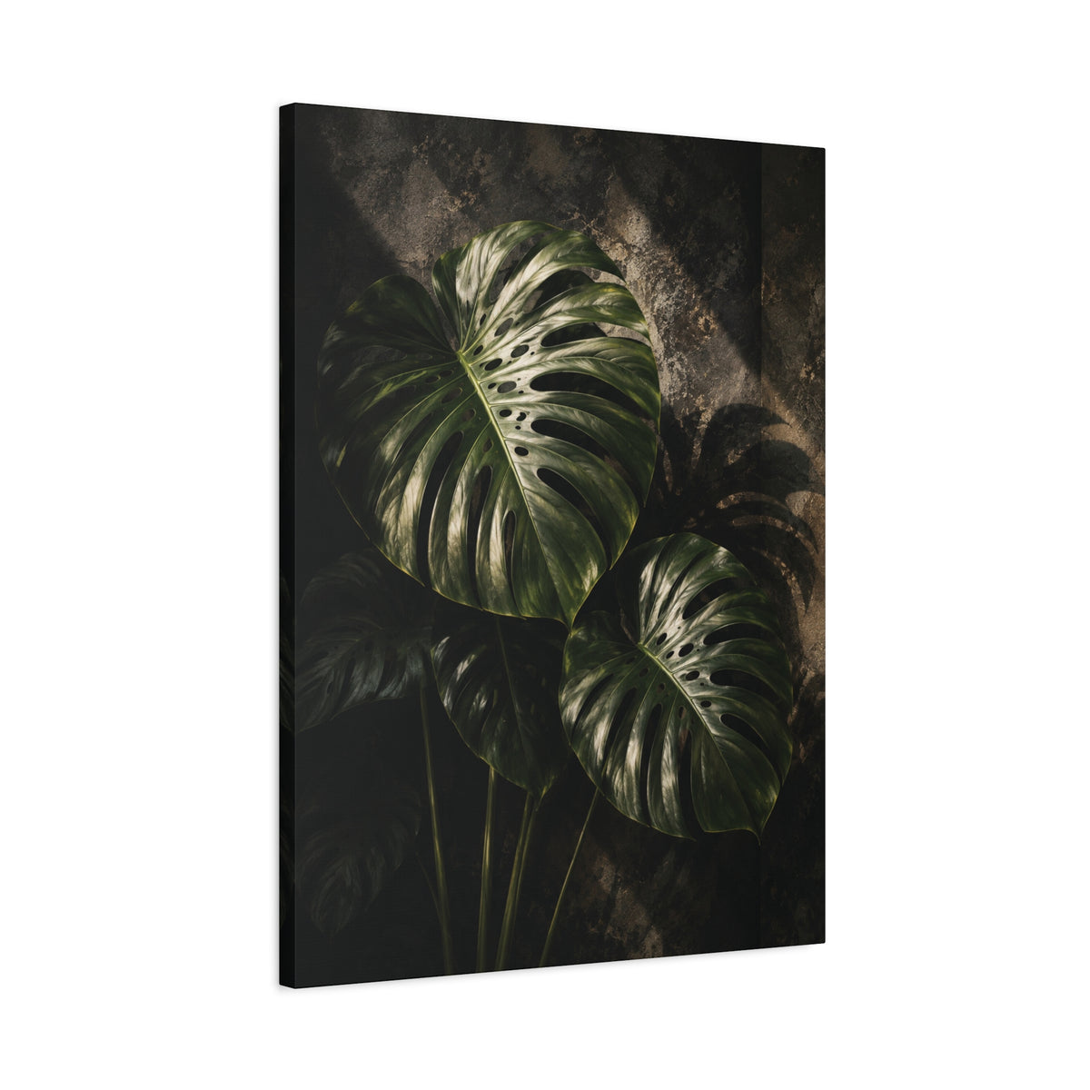 Monstera Nocturne