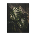 Monstera Nocturne