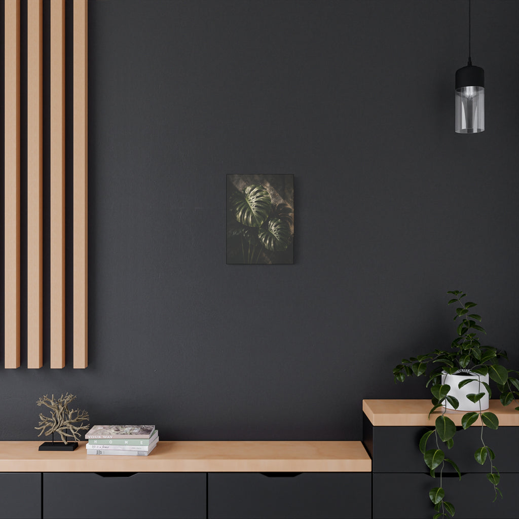 Monstera Nocturne
