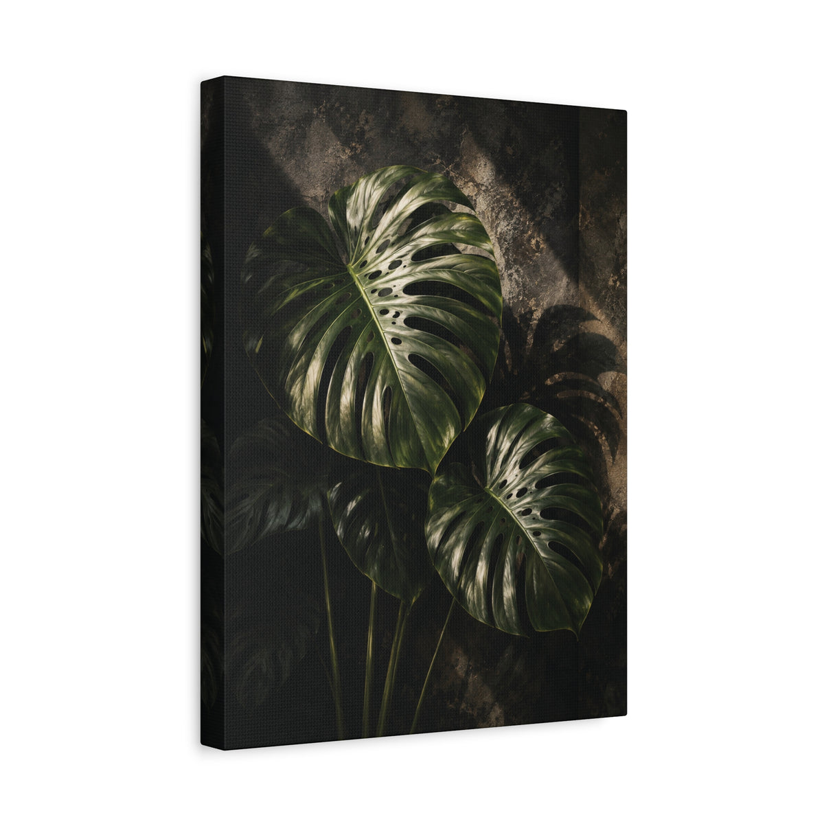 Monstera Nocturne