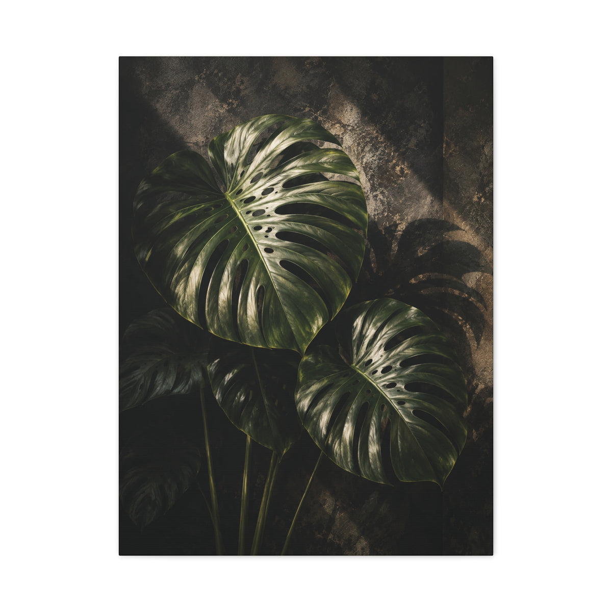 Monstera Nocturne
